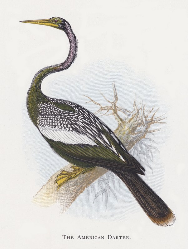 De Amerikaanse Slanghalsvogel door Alexander Francis Lydon