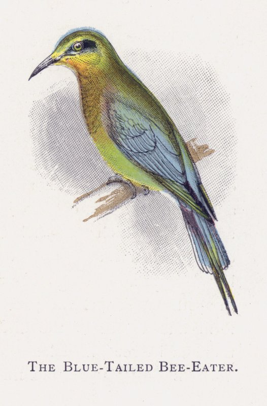 De Blauwe Staartbijeneter door Alexander Francis Lydon