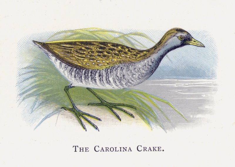 De Carolina Porseleinhoen door Alexander Francis Lydon