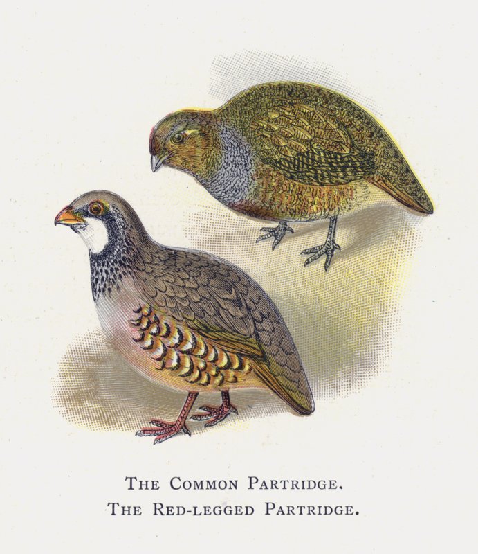 De Patrijs, De Roodpootpatrijs door Alexander Francis Lydon