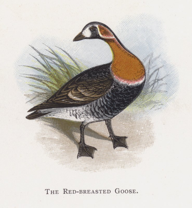 De Roodhalsgans door Alexander Francis Lydon