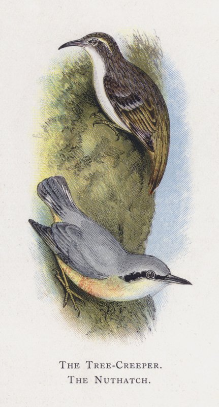 De Boomkruiper, De Boomklever door Alexander Francis Lydon