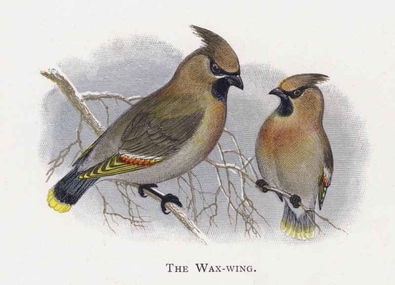 De Pestvogel door Alexander Francis Lydon