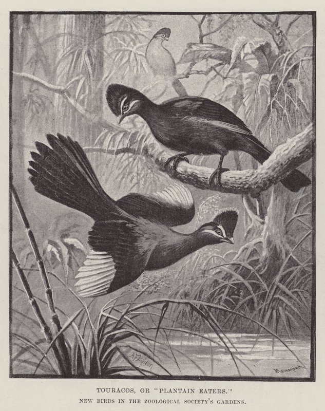 Touracos, of Plantain Eaters, nieuwe vogels in de tuinen van de Zoological Society door Alexander Francis Lydon
