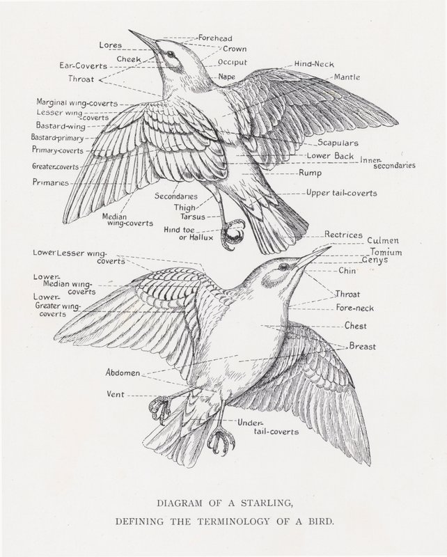 Diagram van een spreeuw, definieert de terminologie van een vogel door Alexander Francis Lydon