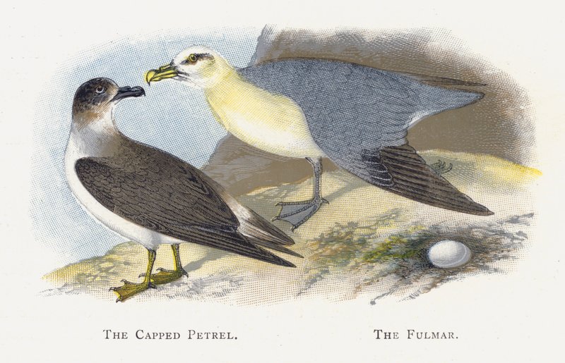 De Gehoede Stormvogel, De Fulmar door Alexander Francis Lydon