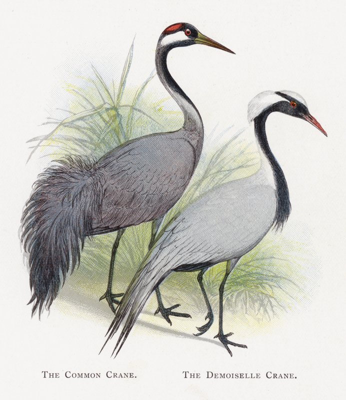 De Kraanvogel, De Jufferkraanvogel door Alexander Francis Lydon