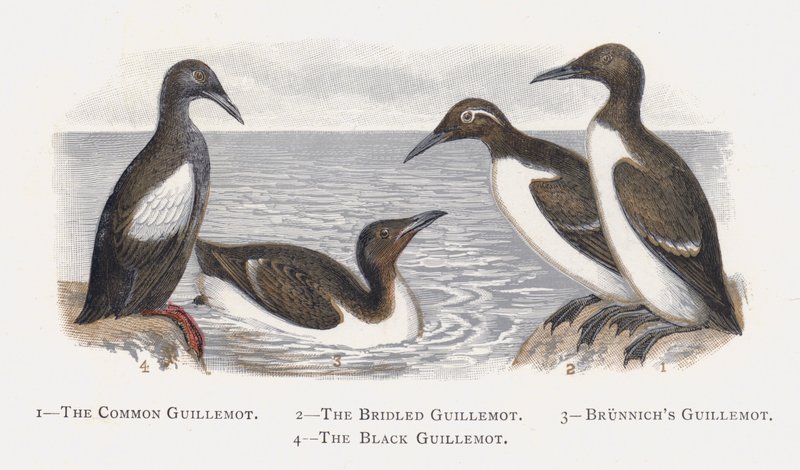 De Zeekoet, De Brilzeekoet, De Dikbekzeekoet, De Zwarte Zeekoet door Alexander Francis Lydon