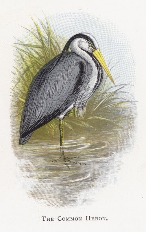 De Blauwe Reiger door Alexander Francis Lydon
