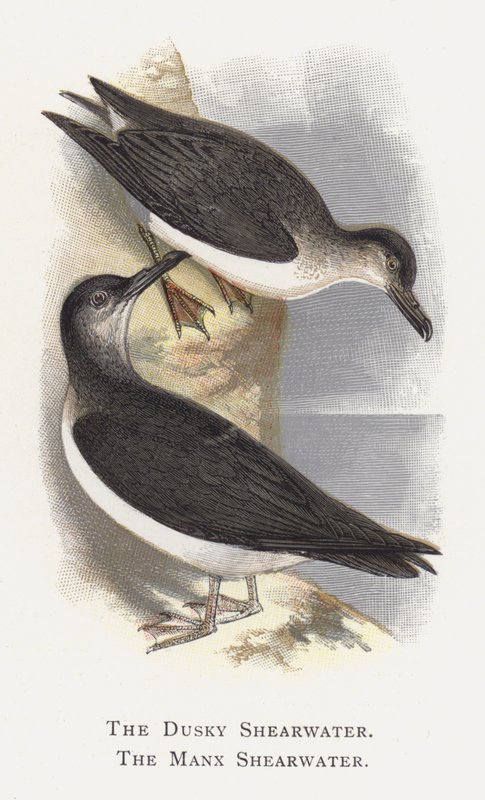 De Donkere Pijlstormvogel, De Manx Pijlstormvogel door Alexander Francis Lydon