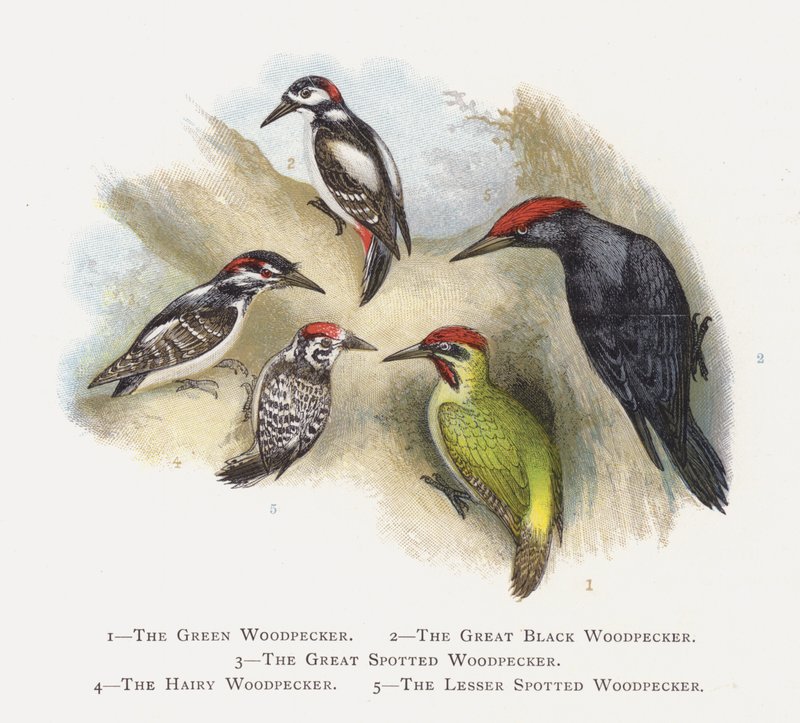 De Groene Specht, De Grote Zwarte Specht, De Grote Bonte Specht, De Harige Specht, De Kleine Bonte Specht door Alexander Francis Lydon