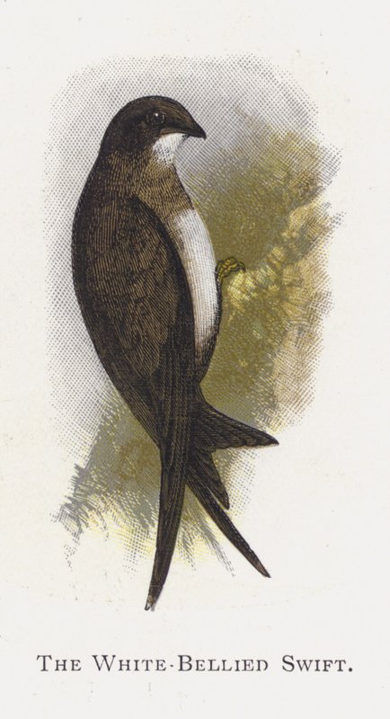 De Witbuikgierzwaluw door Alexander Francis Lydon