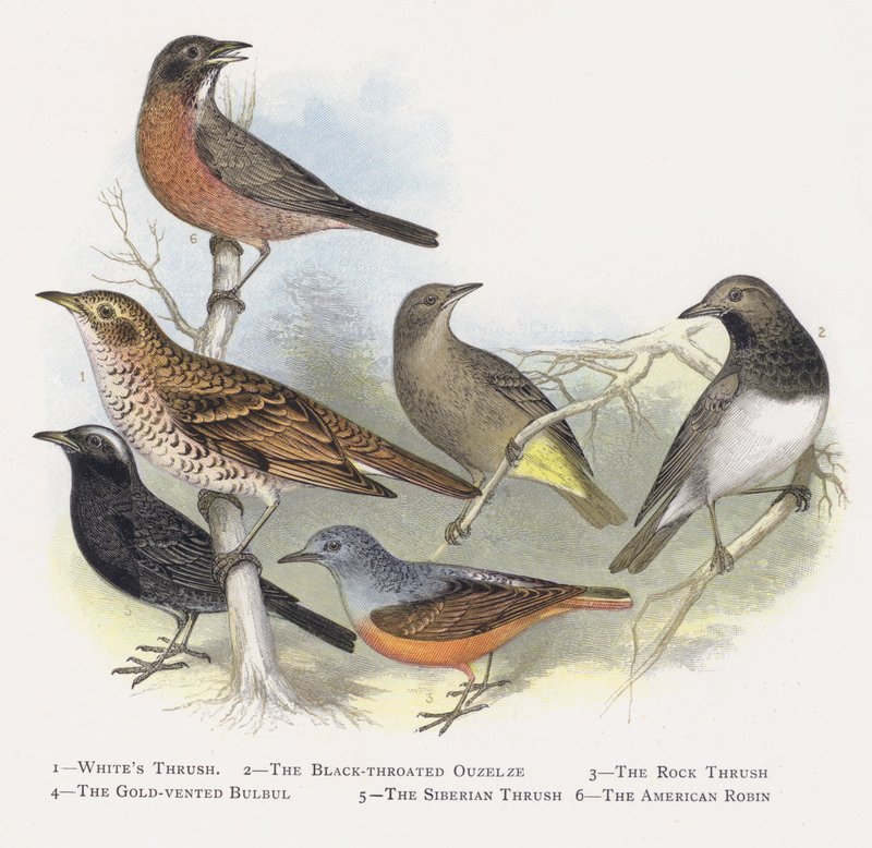 De Witte Lijster, De Zwartkeellijster, De Rotslijster, De Goudbuikbuulbuul, De Siberische Lijster, De Amerikaanse Roodborst door Alexander Francis Lydon