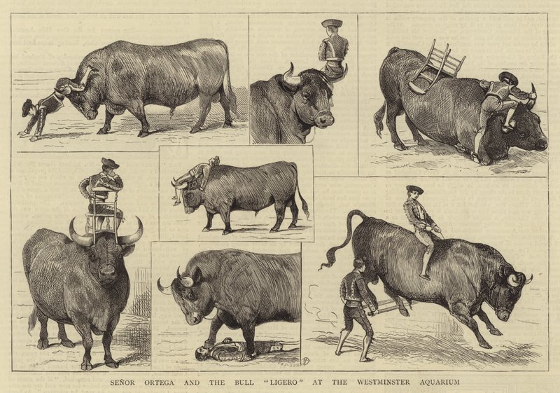 Senor Ortega en de stier Ligero in het Westminster Aquarium door Alfred Chantrey Corbould