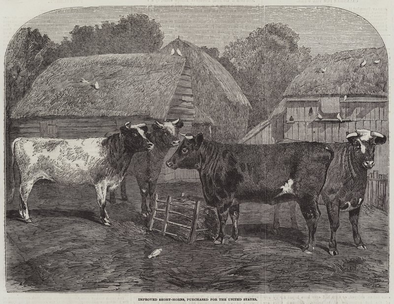 Verbeterde Korthoorns, gekocht voor de Verenigde Staten door Alfred Courbould