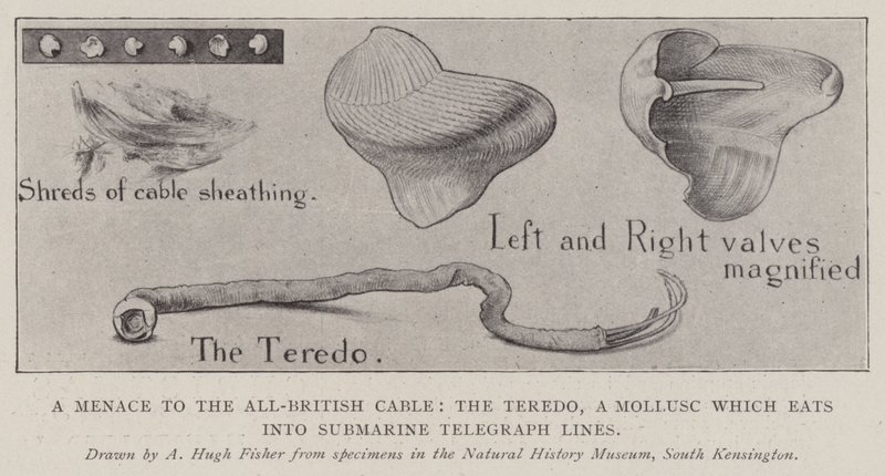 Een Bedreiging voor de All-British Kabel, de Teredo, een Weekdier dat in Onderzeese Telegraaflijnen Vreet door Alfred Hugh Fisher