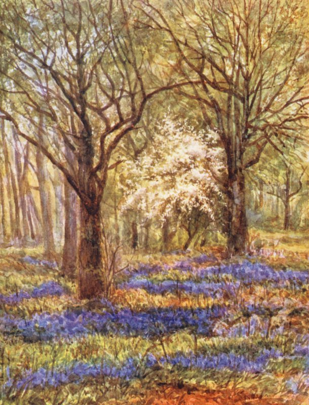 New Forest: Bluebells in the Oak Wood, mei (kleurenlitho) door Alice Julia Argles