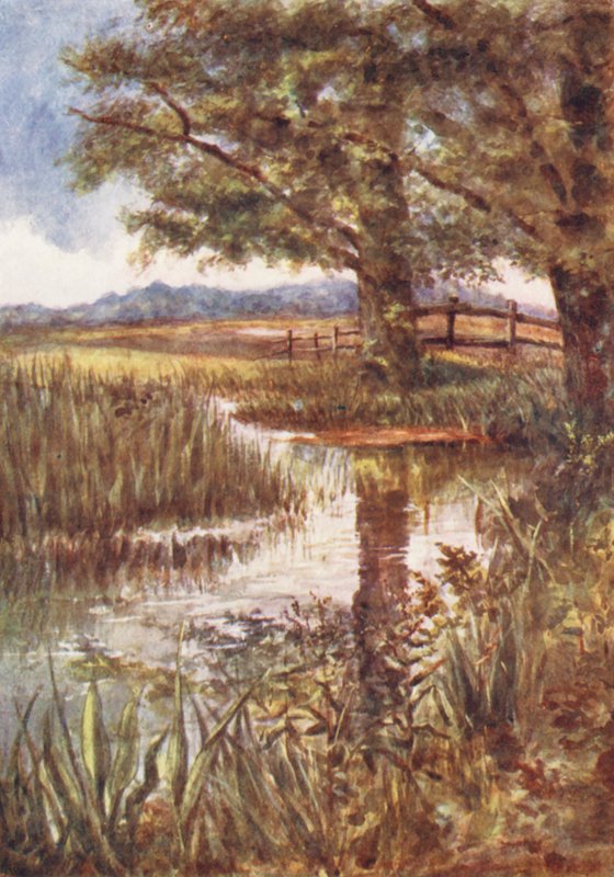 New Forest: De vijver bij Park Hill, juli (kleurenlitho) door Alice Julia Argles