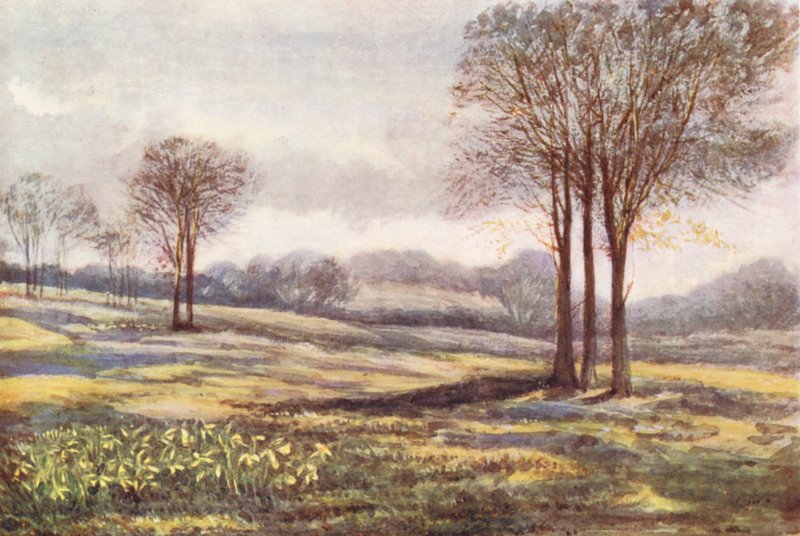 New Forest: Wilde narcissen bij Minstead, maart (kleurenlitho) door Alice Julia Argles