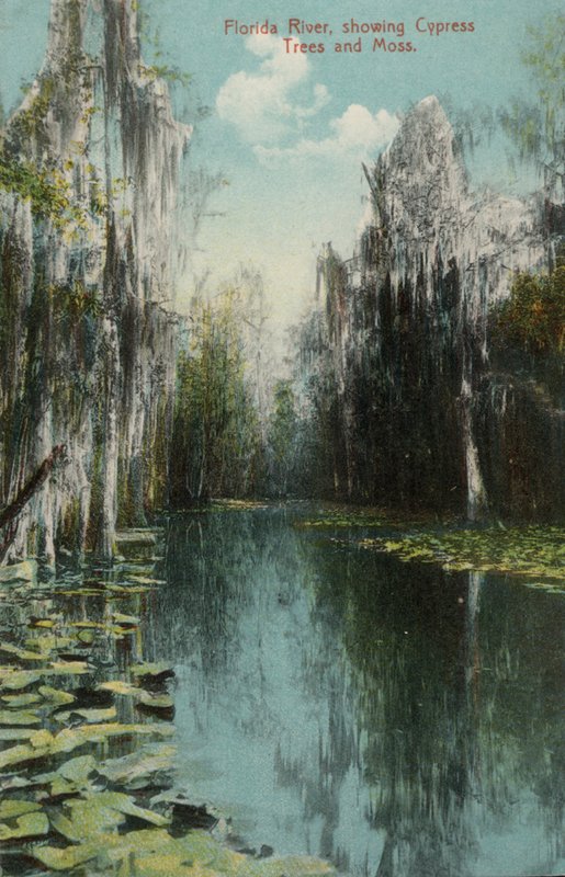 Florida-rivier, met cipressen en mos door American Photographer (after)
