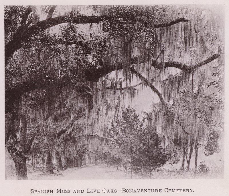 Spaans Mos en Live Oaks, Bonaventure Cemetery (zw/w foto) door American Photographer (after)