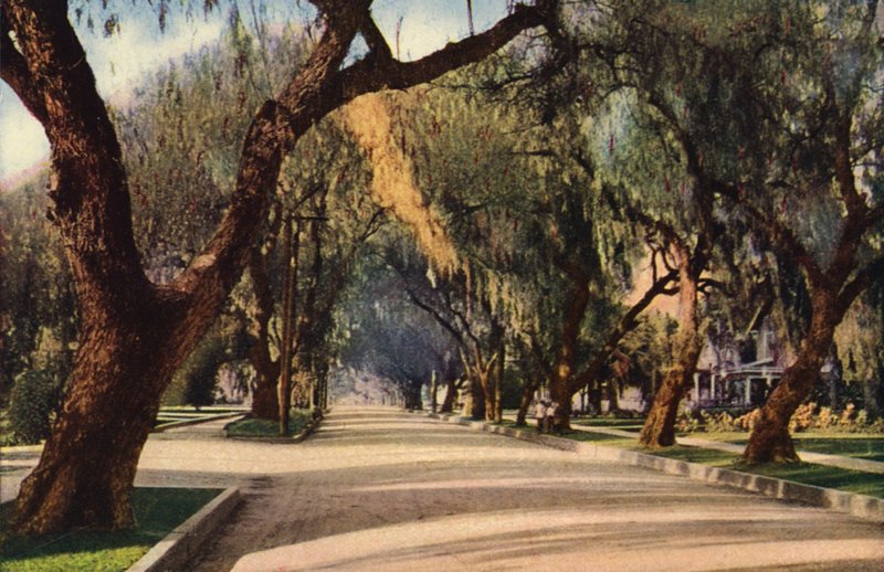 Avenue of Pepper Trees, Pasadena (kleurenfoto) door American Photographer