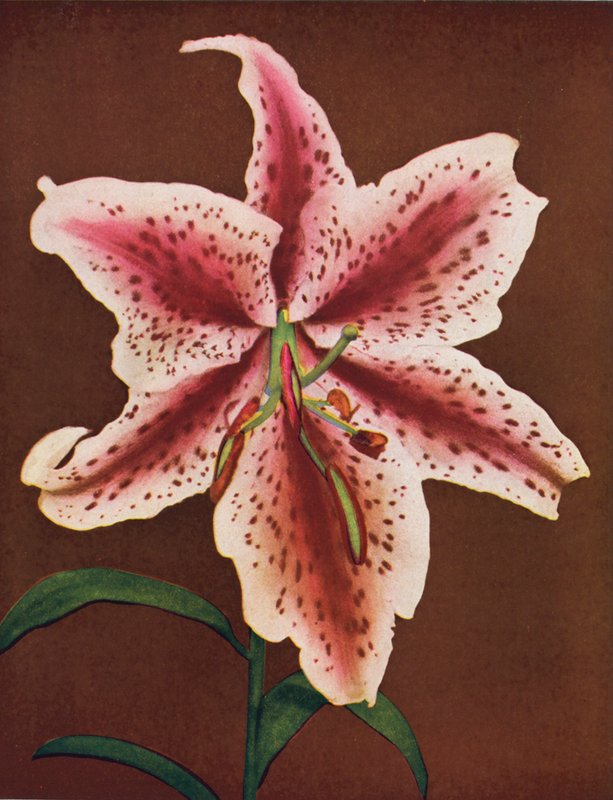 Lelies: Lilium Auratum, Crimson Queen (kleurenfoto) door American Photographer
