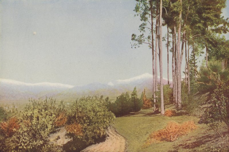"Old Baldy,