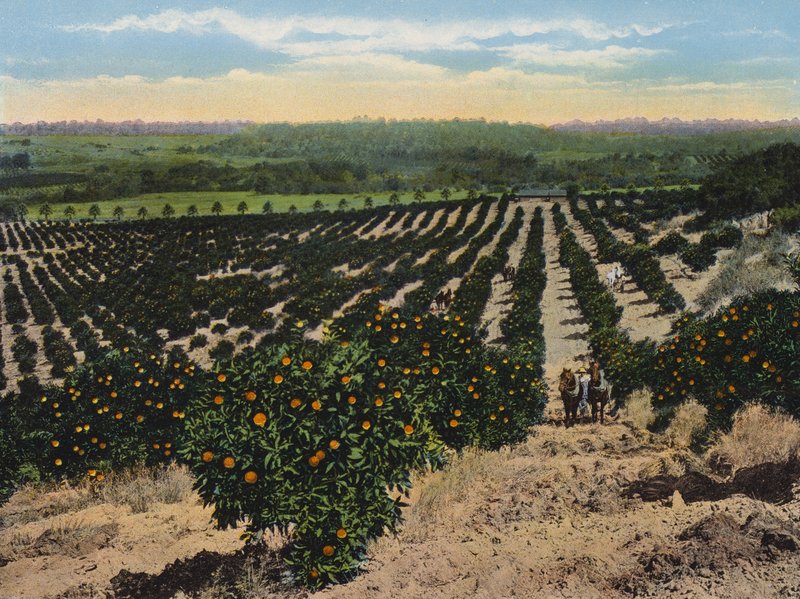 Orange Grove bij Colfax, Californië (kleurenfoto) door American Photographer
