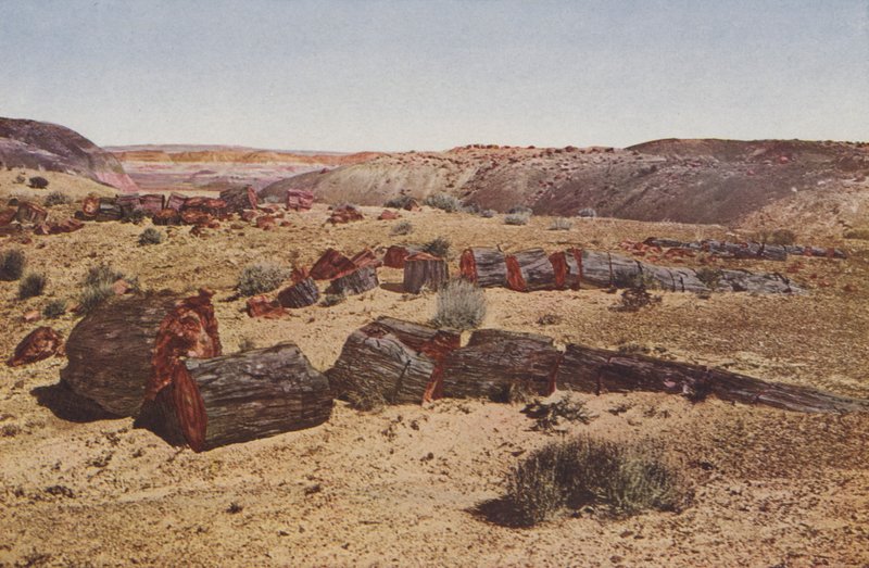 Versteend woud, Arizona (gekleurde foto) door American Photographer