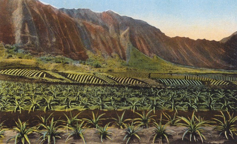 Ananasplantage, Oahu (kleurenfoto) door American Photographer