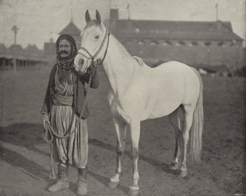 Het Prijs Paard van de Bedoeïenen door American Photographer