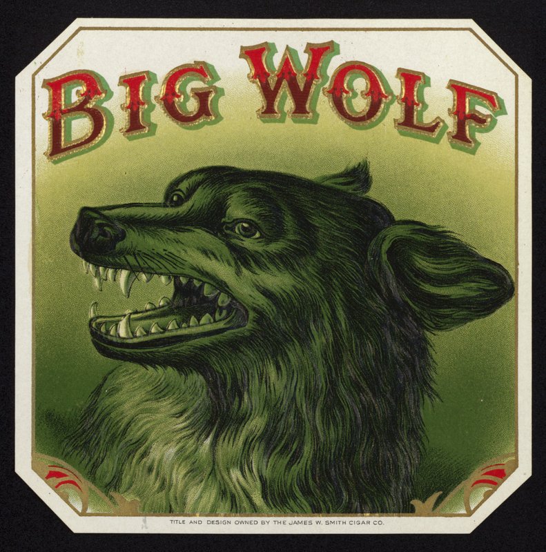Zwarte wolf ontbloot tanden door American School