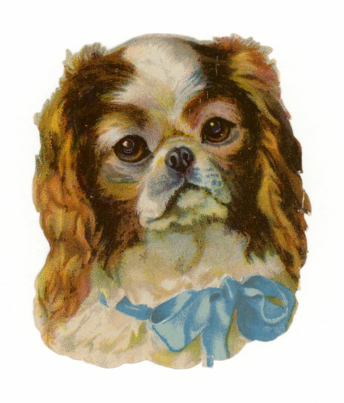 King Charles Cavalier Spaniël door American School