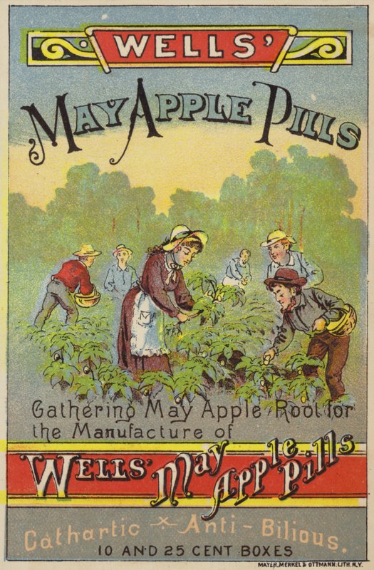 Plukken van mayapple-wortels door American School