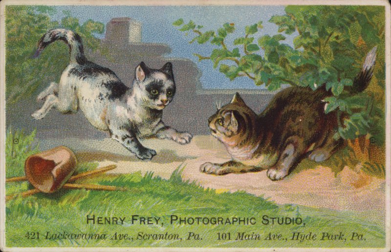 Speelse kittens door American School