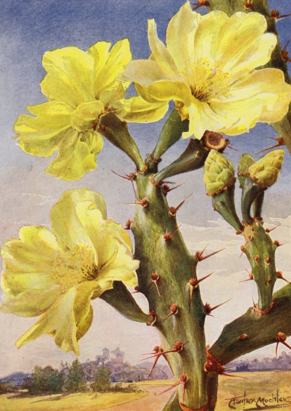 Een mooie vertegenwoordiger van de Stekelige Peer Cactus, Opontia Dillenii door Angelo Fairfax Muckley