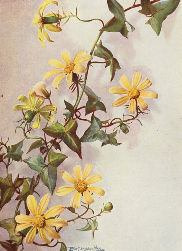 De gele Kaapse klimop, Senecio Macroglossus door Angelo Fairfax Muckley