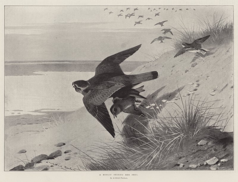 Een Slechtvalk die haar Prooi grijpt door Archibald Thorburn