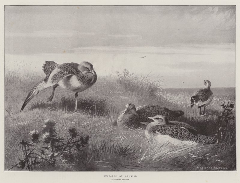 Trappen bij Zonsopgang door Archibald Thorburn