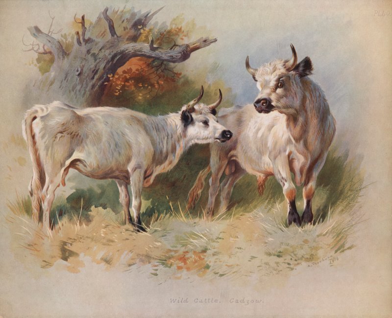 Wilde Runderen, Cadzow door Archibald Thorburn