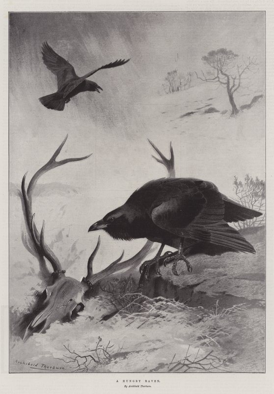 Een hongerige raaf door Archibald Thorburn
