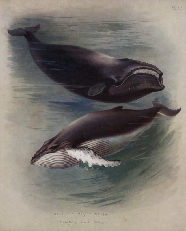 Atlantische Noordkaper, Bultrug door Archibald Thorburn