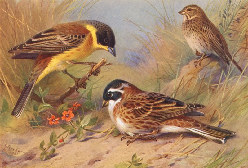 Zwartkopgors, Grauwe Gors, Bosgors door Archibald Thorburn