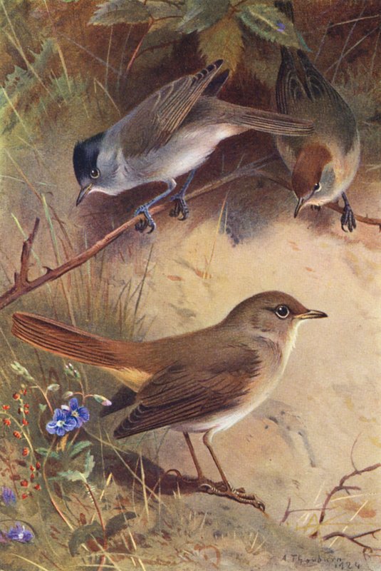 Zwartkop (mannetje en vrouwtje), Nachtegaal door Archibald Thorburn