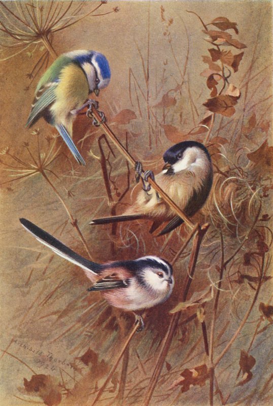 Pimpelmees, Glanskopmees, Staartmees door Archibald Thorburn