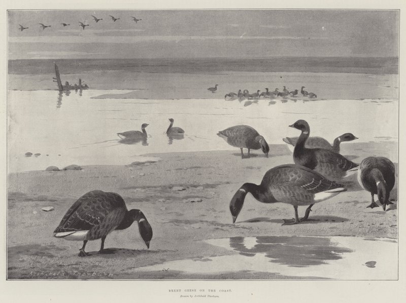 Brandganzen aan de kust door Archibald Thorburn