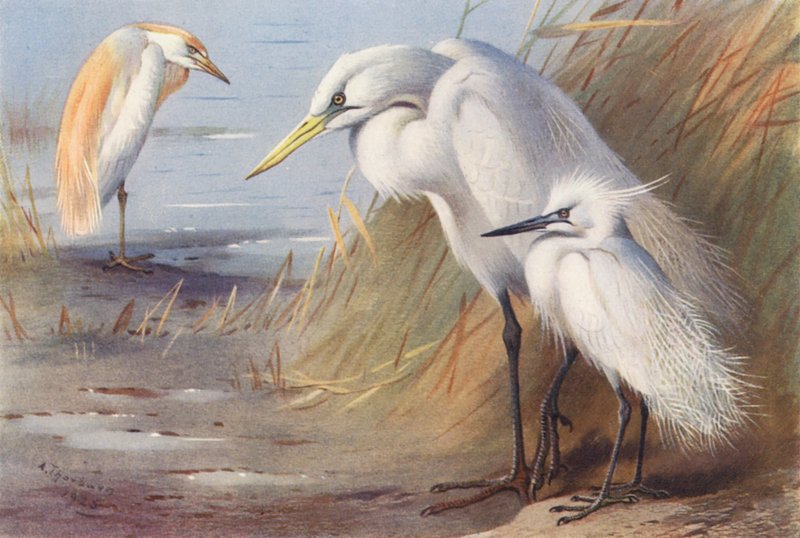 Rode Reiger, Grote Witte Reiger, Kleine Zilverreiger door Archibald Thorburn
