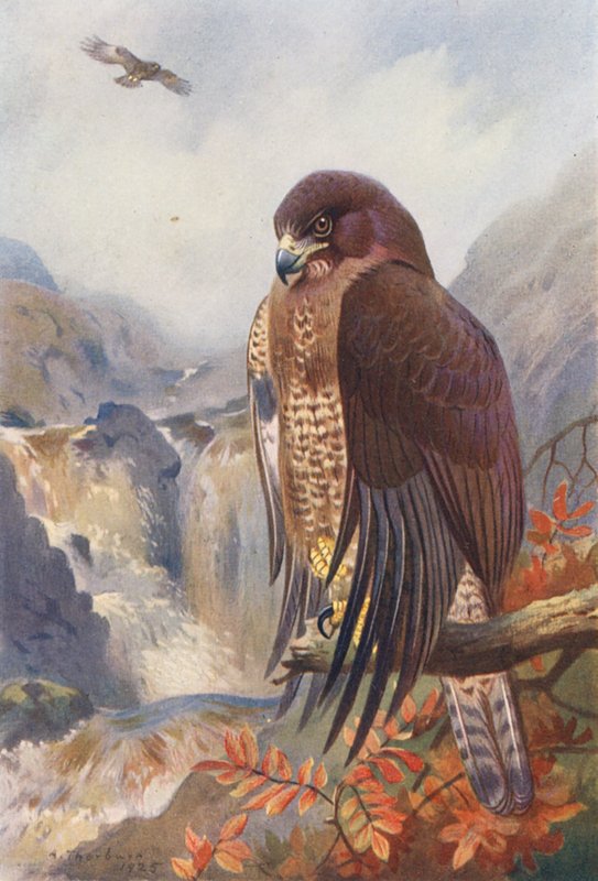 Buizerd door Archibald Thorburn