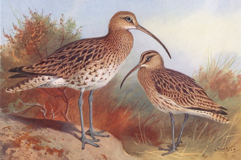 Wulp, Regenwulp door Archibald Thorburn